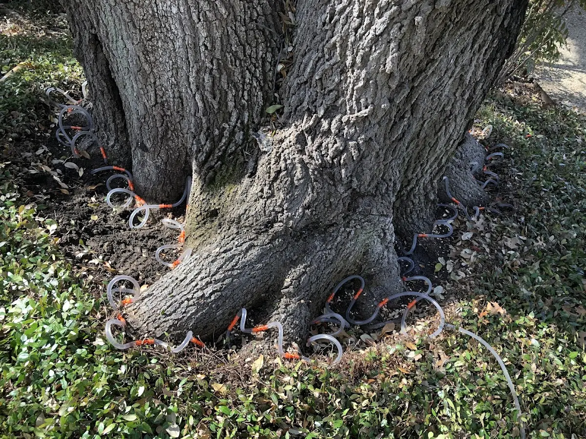 Detailed Tree Cabling and Bracing job site in North Haven